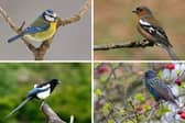 Four of the birds most commonly found in Scottish gardens.