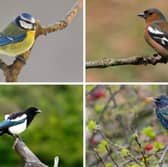 Four of the birds most commonly found in Scottish gardens.