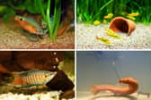 Four of the most popular fish for unheated aquariums.