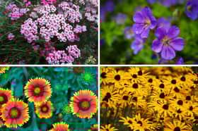These flowering plants all love the sun.