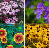 These flowering plants all love the sun.
