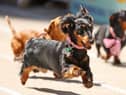 Dachshunds may seem somewhat comical but they were bred to be hunters (Picture: Scott Barbour)