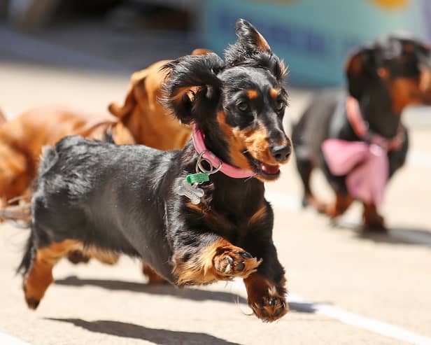 Dachshunds may seem somewhat comical but they were bred to be hunters (Picture: Scott Barbour)