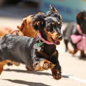 Dachshunds may seem somewhat comical but they were bred to be hunters (Picture: Scott Barbour)