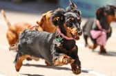 Dachshunds may seem somewhat comical but they were bred to be hunters (Picture: Scott Barbour)