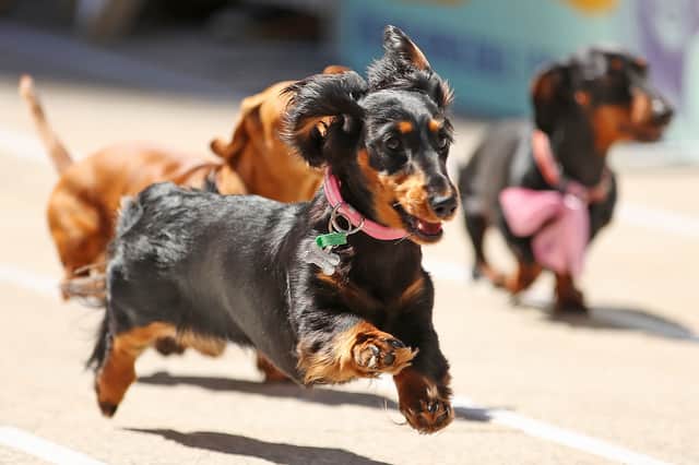 Dachshunds may seem somewhat comical but they were bred to be hunters (Picture: Scott Barbour)