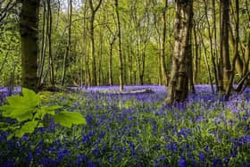 As the name suggests, this woodland is an ideal place to spot some bluebells this spring. It is also one of the largest oak woodlands in Scotland, and was previously known as Ballathie Bluebell Wood.