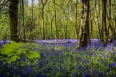 As the name suggests, this woodland is an ideal place to spot some bluebells this spring. It is also one of the largest oak woodlands in Scotland, and was previously known as Ballathie Bluebell Wood.