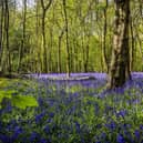 As the name suggests, this woodland is an ideal place to spot some bluebells this spring. It is also one of the largest oak woodlands in Scotland, and was previously known as Ballathie Bluebell Wood.