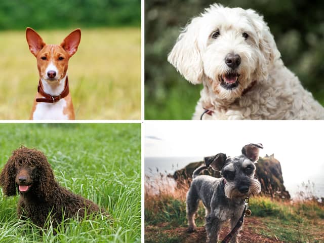 Four of the most hypoallergenic dog breeds.
