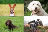 Four of the most hypoallergenic dog breeds.