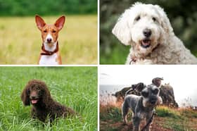 Four of the most hypoallergenic dog breeds.