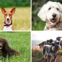 Four of the most hypoallergenic dog breeds.