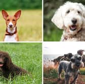Four of the most hypoallergenic dog breeds.