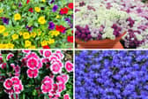 These plants all thrive in window boxes.