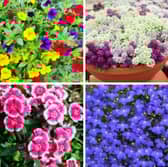 These plants all thrive in window boxes.