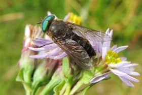 Insect splats have shown a steep decline in Scotland in the last five years 