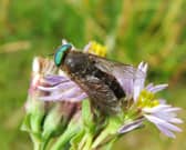 Insect splats have shown a steep decline in Scotland in the last five years 