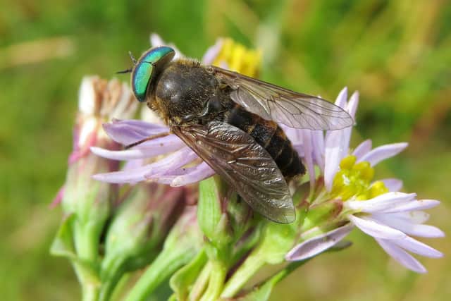 Insect splats have shown a steep decline in Scotland in the last five years 