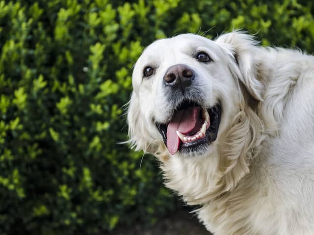 Is your dog this happy?