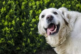 Is your dog this happy?