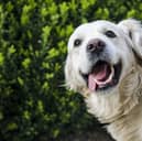 Is your dog this happy?