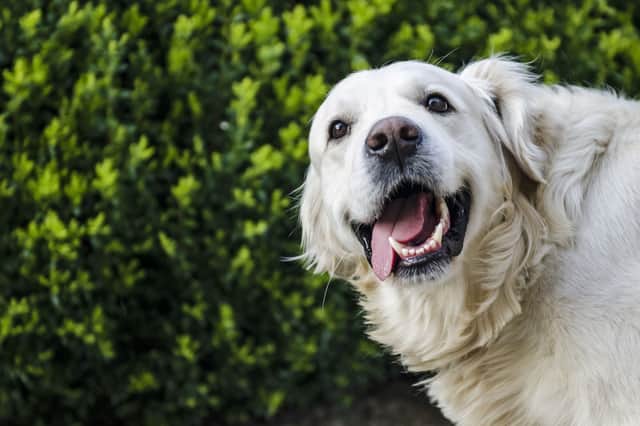Is your dog this happy?