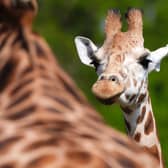“Noinin has already begun exploring her new surroundings, and we are excited for her and Sifa to hopefully form a successful breeding pair,” said Kristine Fennessy Alexander, animal collection manager at Blair Drummond. Picture: Andrew Milligan/PA Wire 
