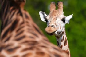 “Noinin has already begun exploring her new surroundings, and we are excited for her and Sifa to hopefully form a successful breeding pair,” said Kristine Fennessy Alexander, animal collection manager at Blair Drummond. Picture: Andrew Milligan/PA Wire 