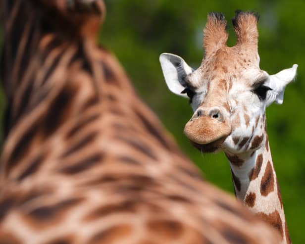 “Noinin has already begun exploring her new surroundings, and we are excited for her and Sifa to hopefully form a successful breeding pair,” said Kristine Fennessy Alexander, animal collection manager at Blair Drummond. Picture: Andrew Milligan/PA Wire 