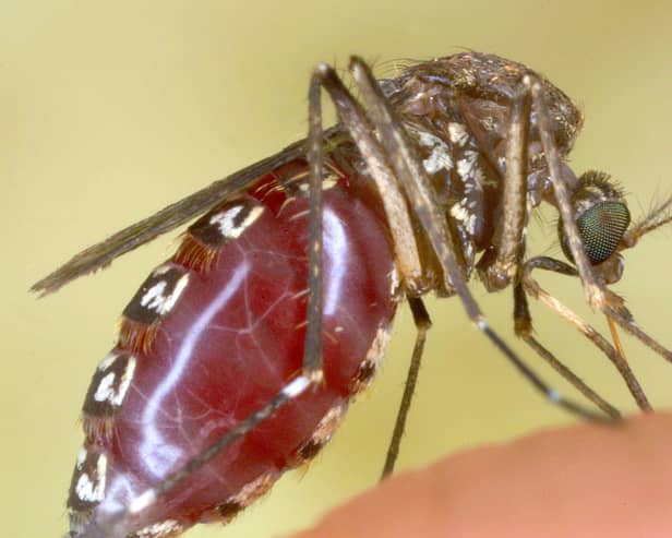 A mosquito snacks on the photographer's finger (Picture: Tom Ervin)