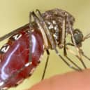 A mosquito snacks on the photographer's finger (Picture: Tom Ervin)