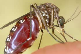 A mosquito snacks on the photographer's finger (Picture: Tom Ervin)