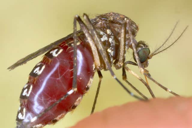 A mosquito snacks on the photographer's finger (Picture: Tom Ervin)
