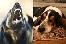 Some dog breeds are far more likely to display signs of aggression than others.