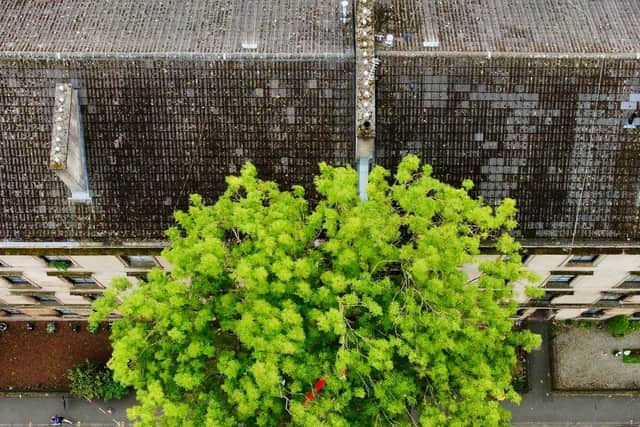 An overhead picture of the ash tree on one of Glasgow's busiest streets