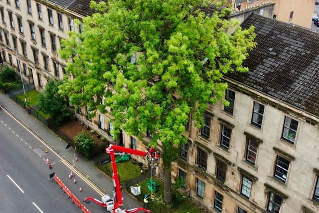 A crane works on the ash tree on Argyle Street