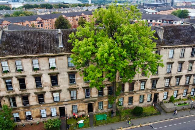 An overhead drone photo of the Ash tree on Argyle Street
