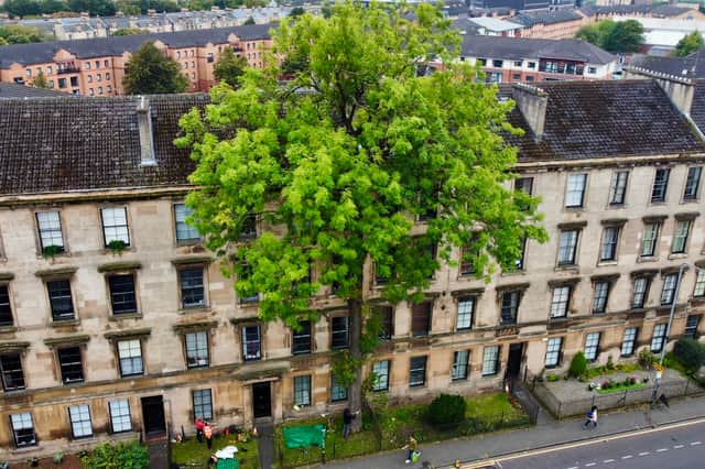 An overhead drone photograph of the ash tree on Glasgow's Argyle Street