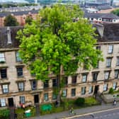 An overhead drone photo of the Ash tree on Argyle Street