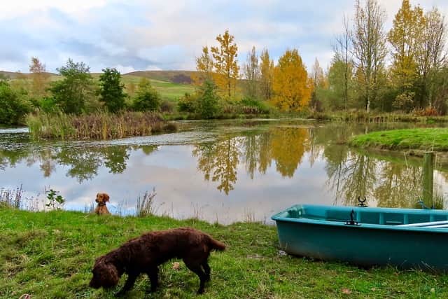 Residents have enjoyed walking their dogs in the woodland which has seen new networks of paths and benches added over the years 