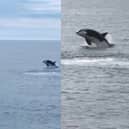 Killer whales breach off the coast of Scotland.