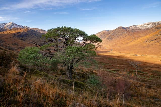 Glen Loyne contains what is thought to be Scotland's oldest wild Scots pine, which is at least 565 years old. 
