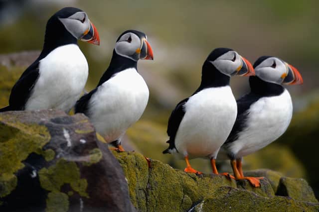 Sand eels are one of the most important sources of food for puffins (Picture: Jeff J Mitchell)