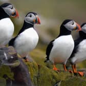 Sand eels are one of the most important sources of food for puffins (Picture: Jeff J Mitchell)