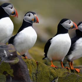 Sand eels are one of the most important sources of food for puffins (Picture: Jeff J Mitchell)