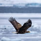 A white-tailed eagle, also known as sea eagle, in flight. Picture: Odd Andersen/AFP via Getty Images