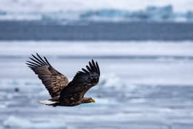 A white-tailed eagle, also known as sea eagle, in flight. Picture: Odd Andersen/AFP via Getty Images