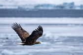 A white-tailed eagle, also known as sea eagle, in flight. Picture: Odd Andersen/AFP via Getty Images