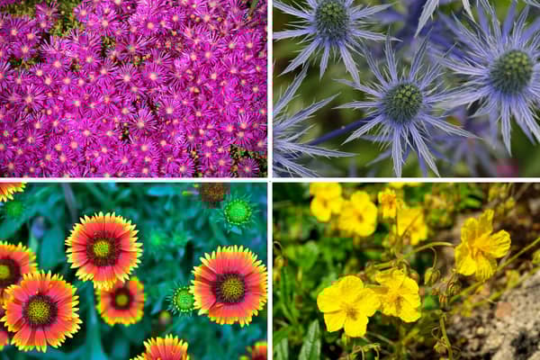 These plants will all thrive in sandy soil.